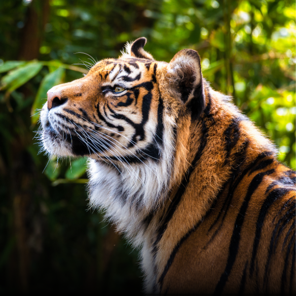 sunderban destination